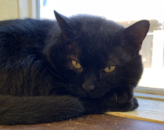 pet of the week.png